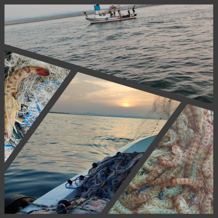 15 Mayıs'ta Karabiga Jumbo Karides Av Sezonu Acılıyor